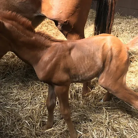 Country Suitenhotel Werder (Havel)