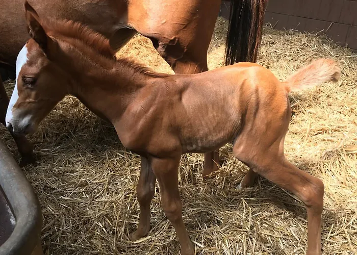 Country Suitenhotel Werder (Havel)